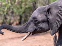 Rezerwat w Chobe (Botswana)